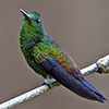 Copper-Rumped Hummingbird