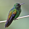 Copper-Rumped Hummingbird